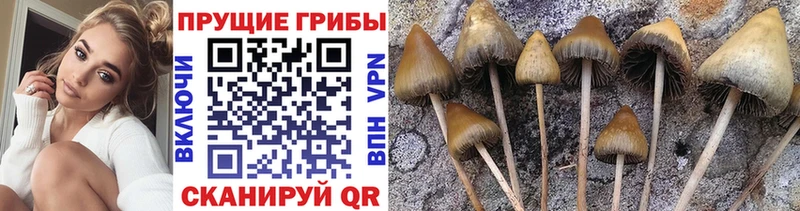 Псилоцибиновые грибы GOLDEN TEACHER  сколько стоит  Михайловск 
